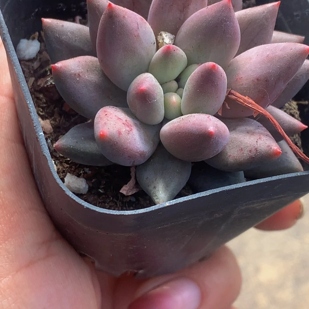 虞美人 （满9.99包邮不满9.99发叶子）