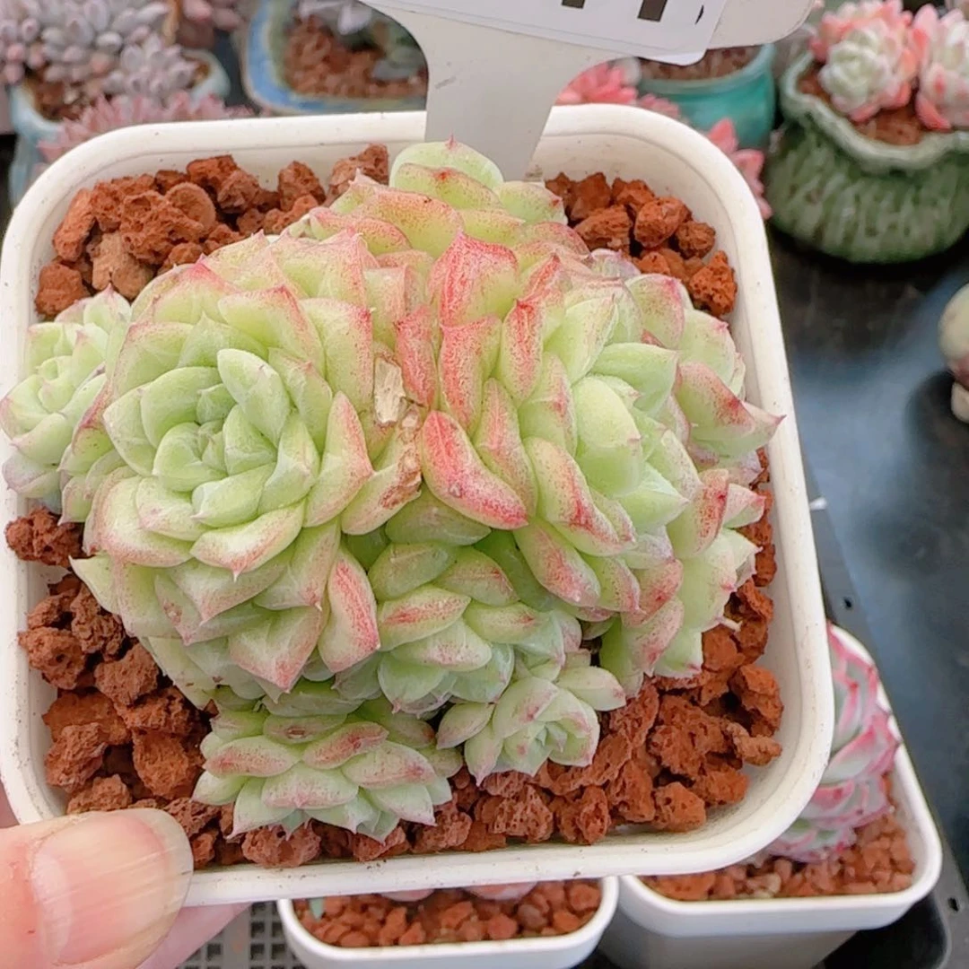 多肉植物7841…………..