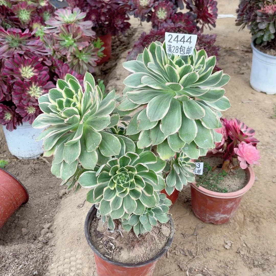 2444绿玫瑰白多肉111111