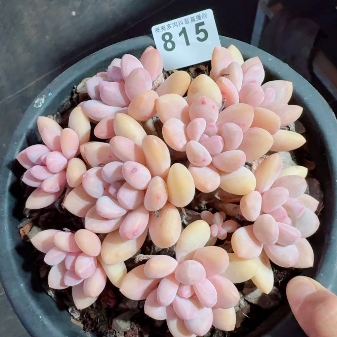 香水群生韩版         精品多肉