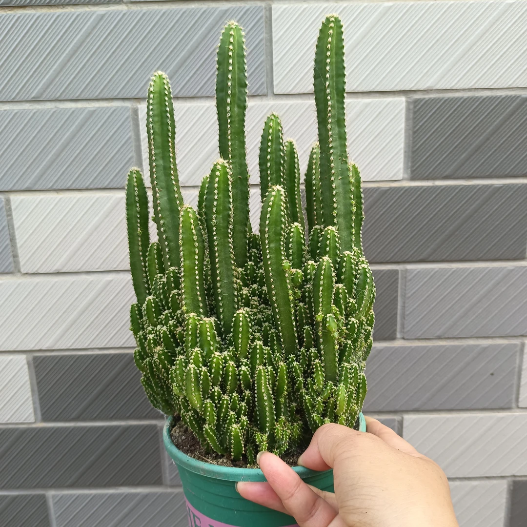 绿植花卉  万重山 盆栽
