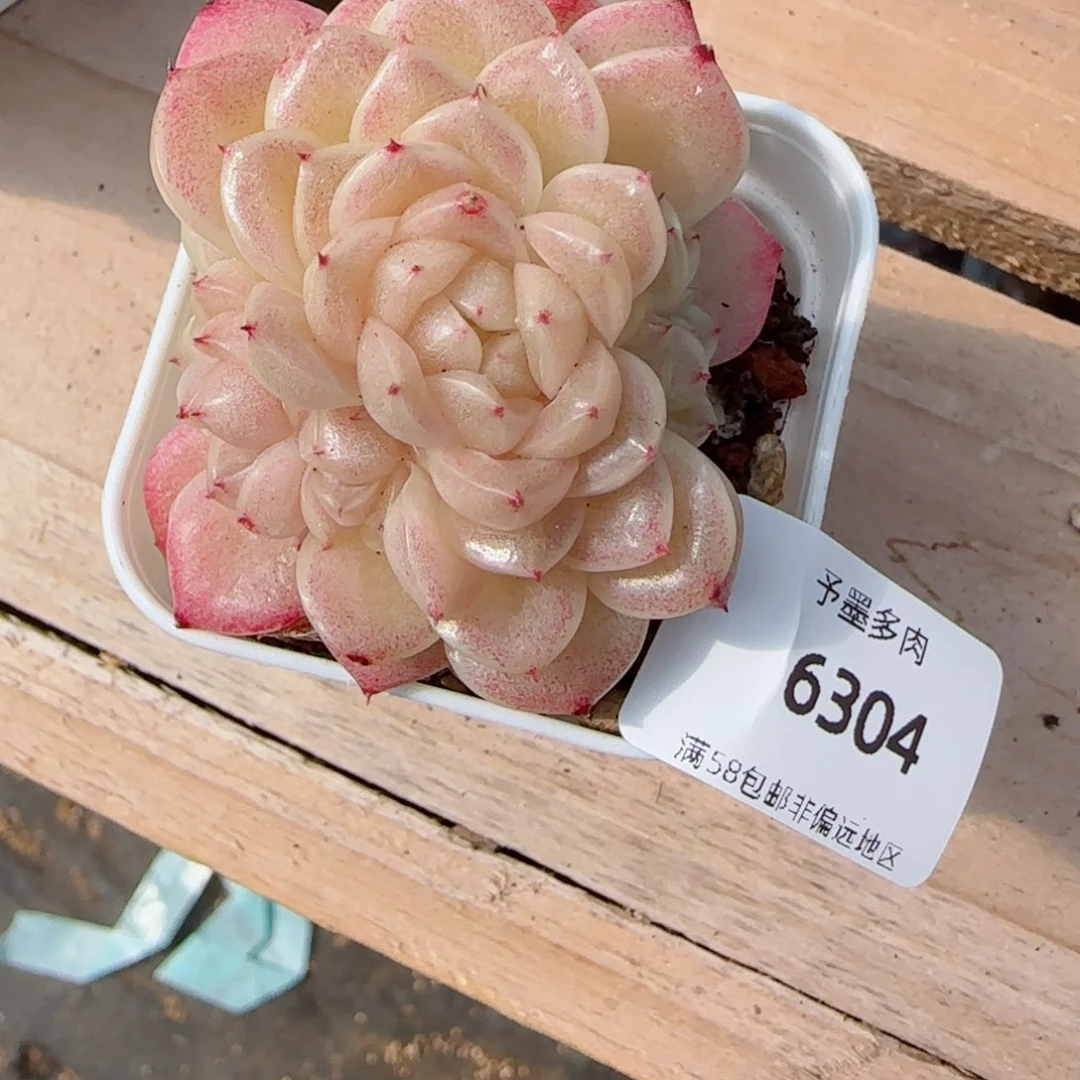 麦秆群，6304多肉植物