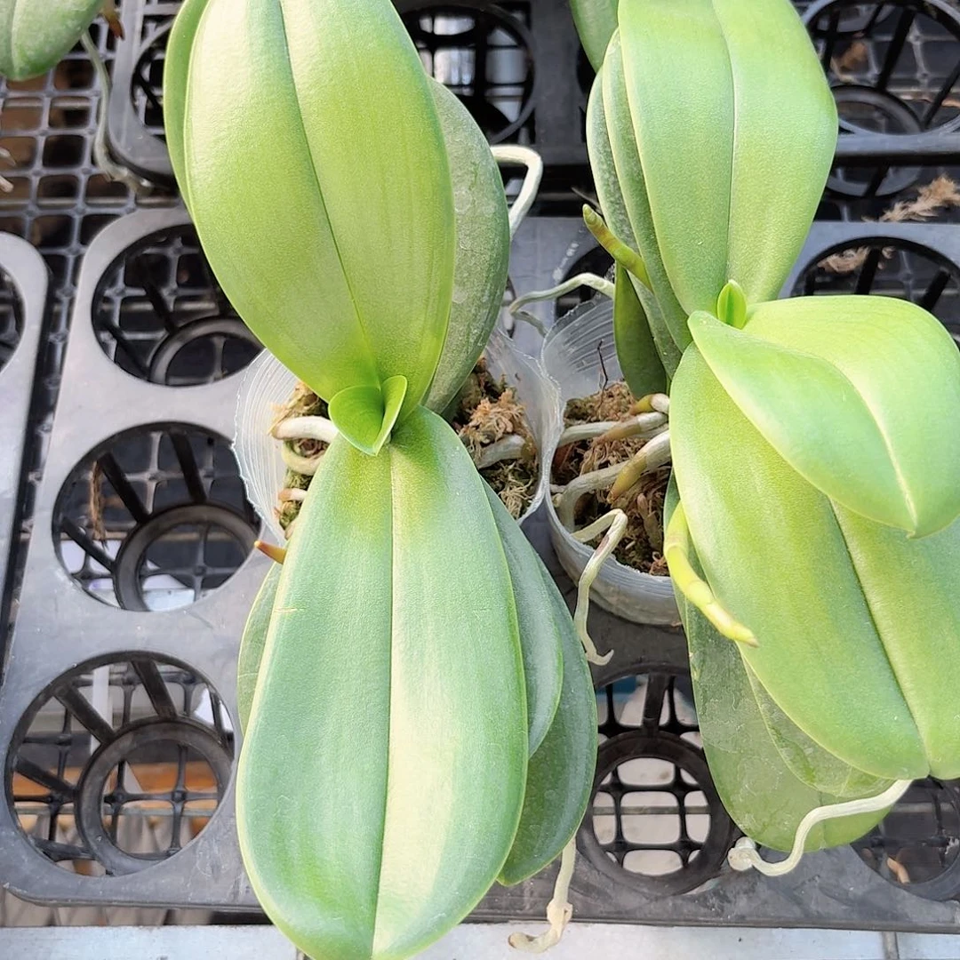 无花朵白天鹅1颗有点小细节