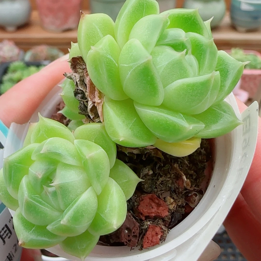 花语逸镜0926-78游包子