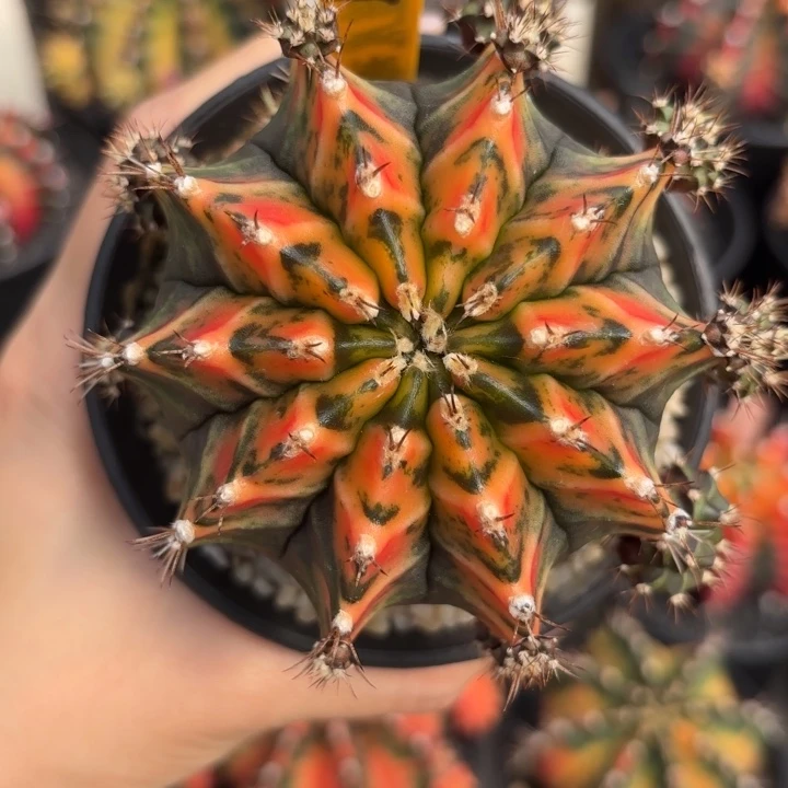 泰国米哈R180-0103橙虎斑