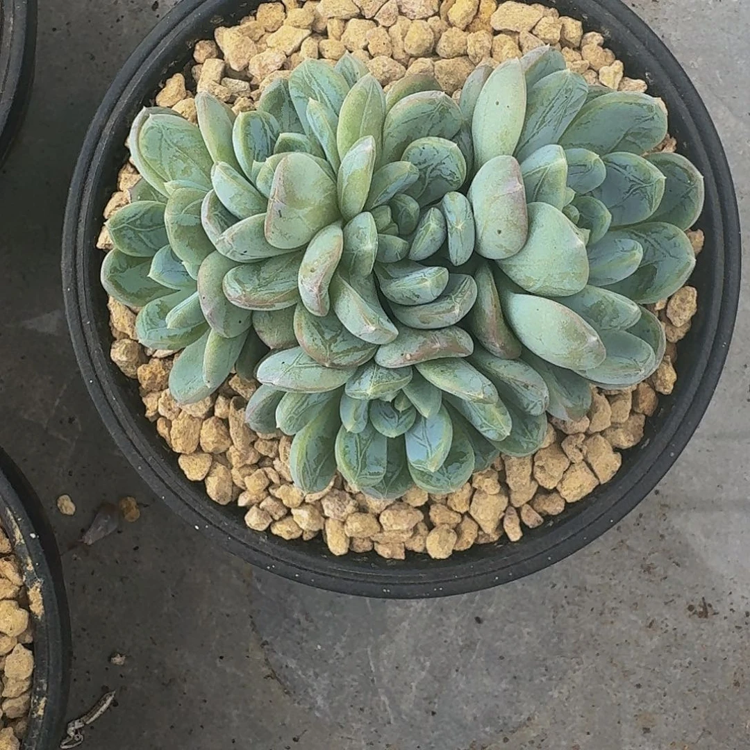 百达翡翠 一物一拍