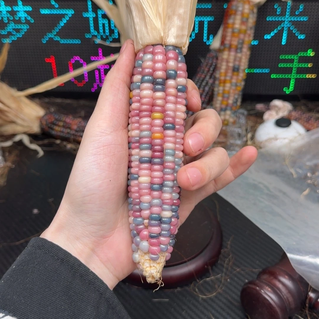 柏香籽/百香籽吊坠扮***猪