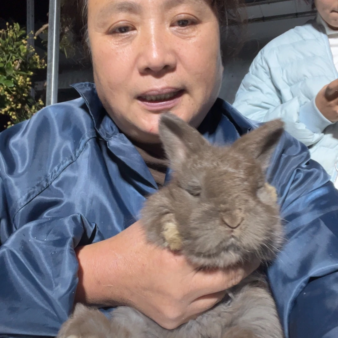 &***&双血统英系安拉兔子