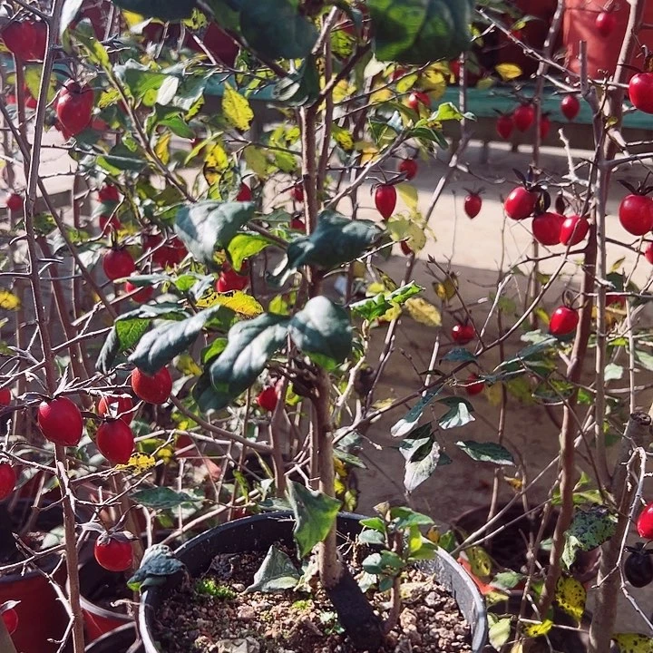 明***3无花朵哈哈哈哈哈