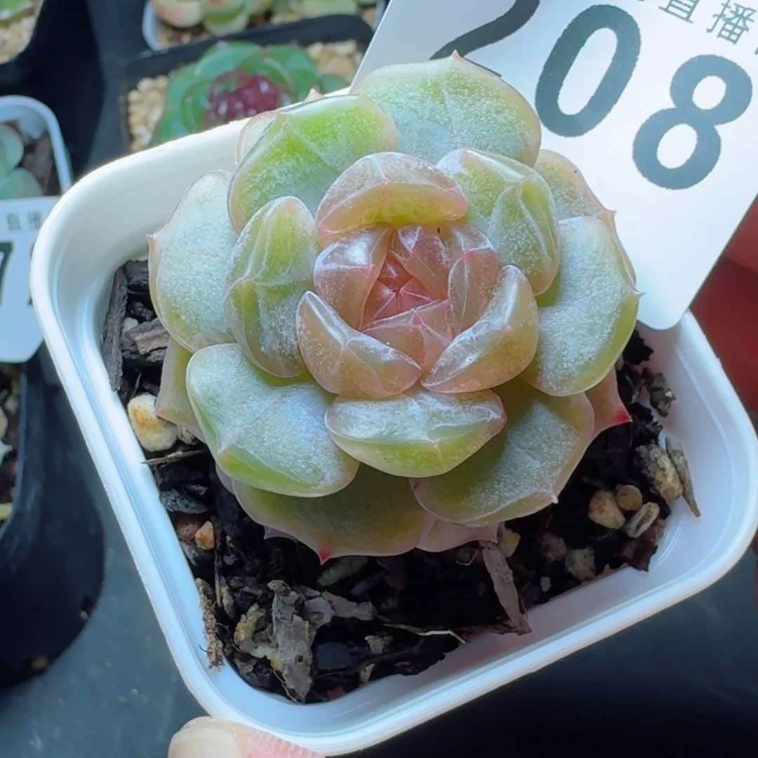 彩色恋人            精美多肉植物