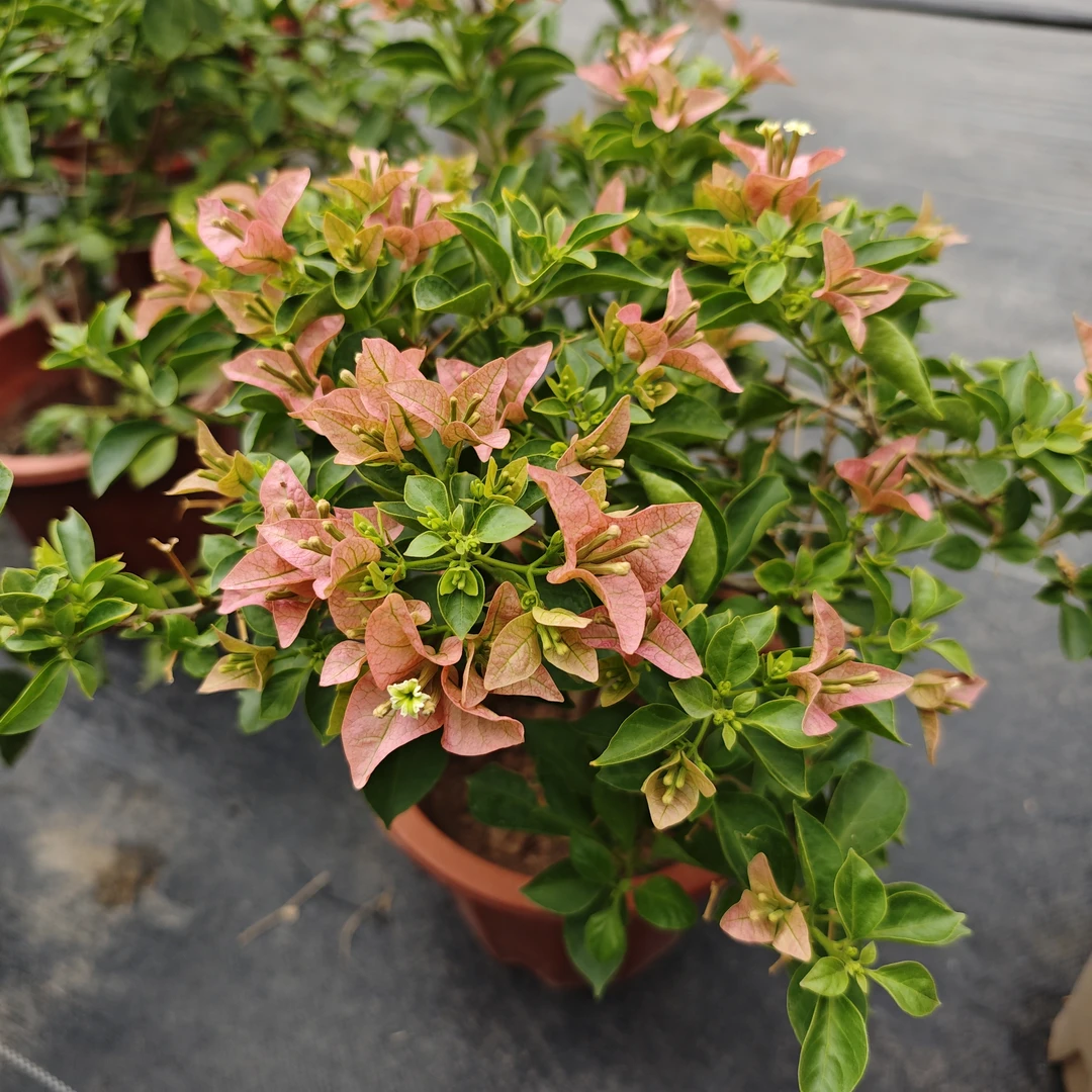 【新疆包邮】所罗门三角梅