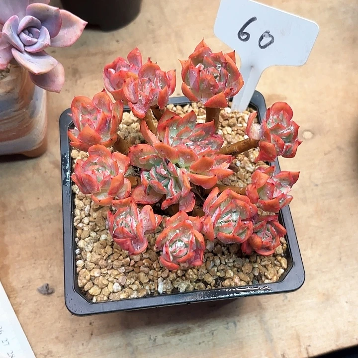 多肉植物，骑罗60号