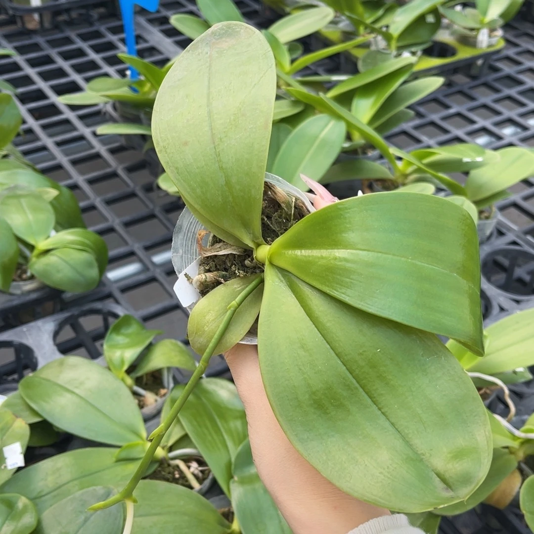 完全开放蝴蝶兰原生