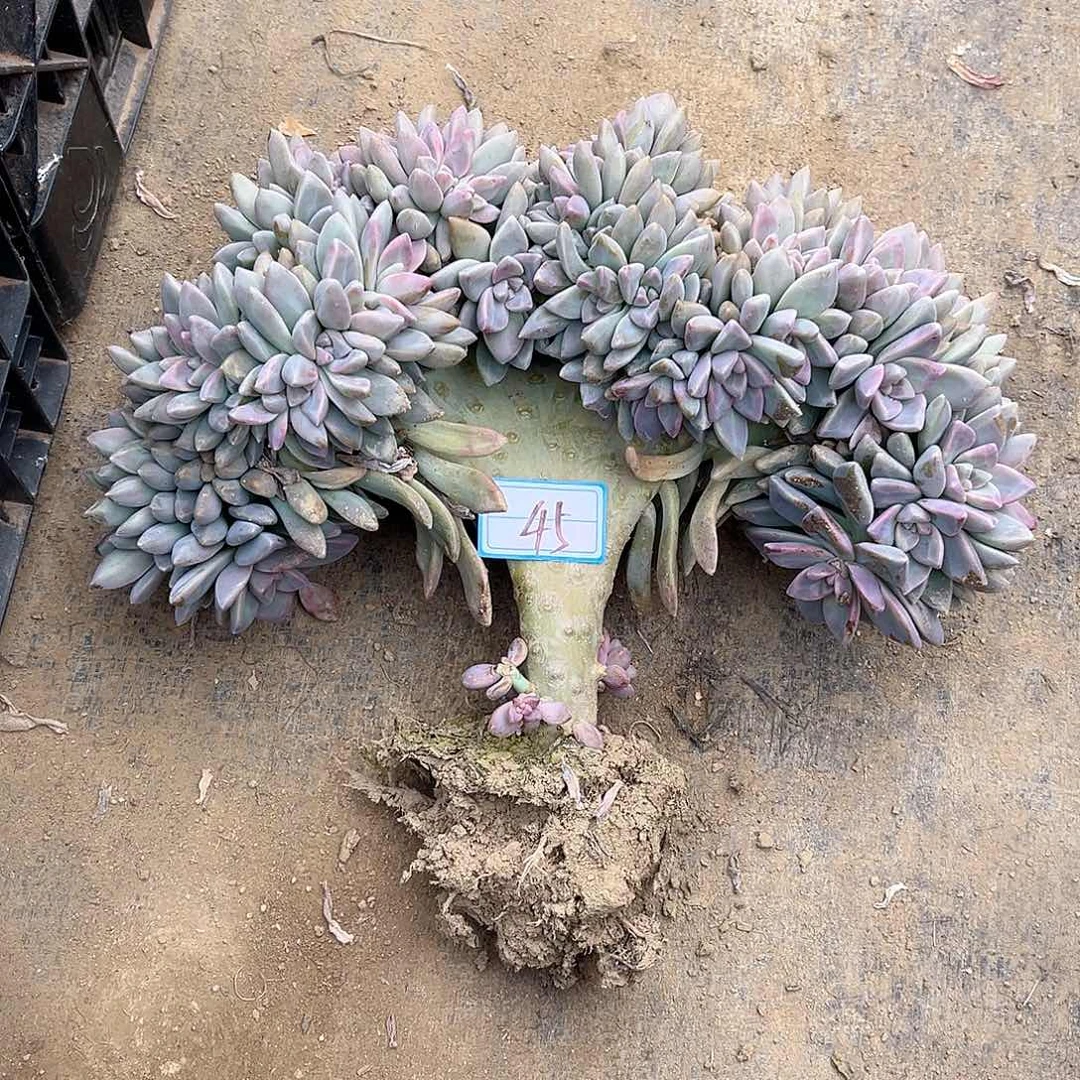 45号淡雪缀化一物一拍