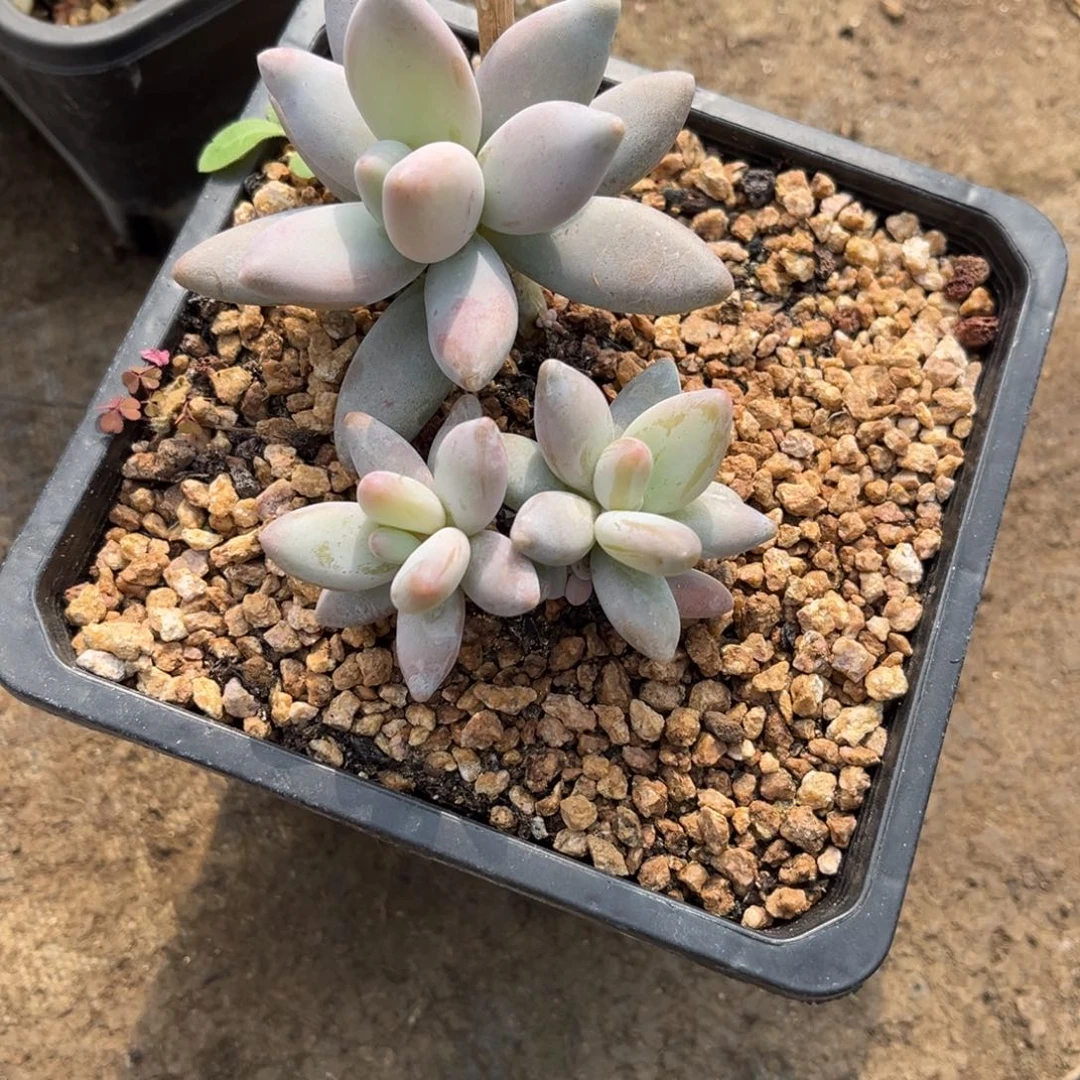 多肉植物企鹅多肉