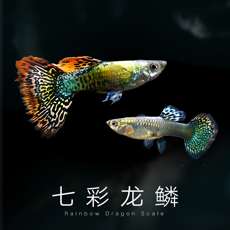 全家福孔雀鱼热带小型淡水观赏鱼好养耐活适合新手