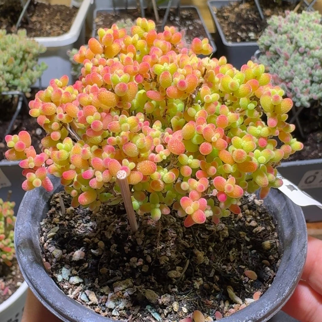 蜜橘糖球枝干番杏005