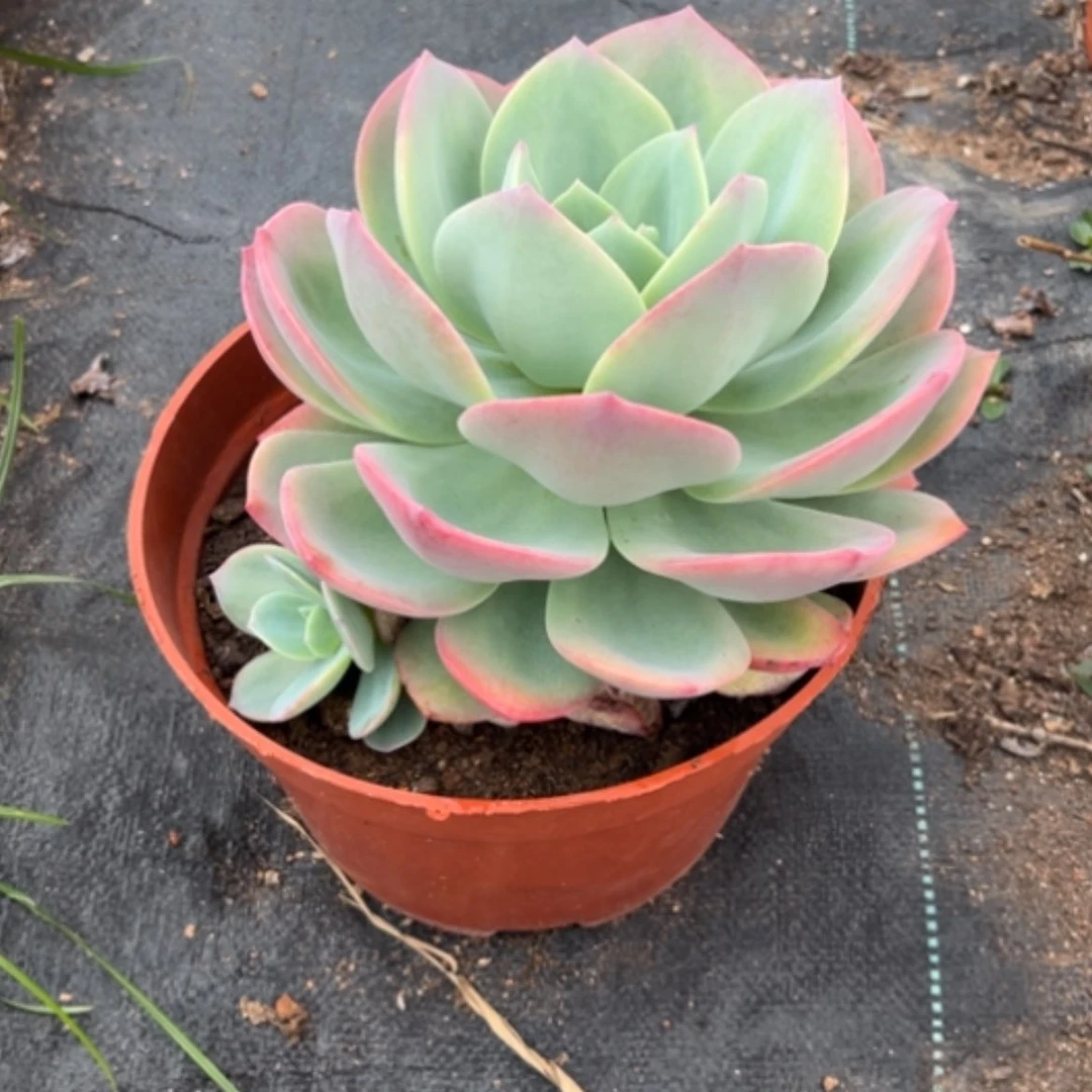 【闪购商品】新*白凤