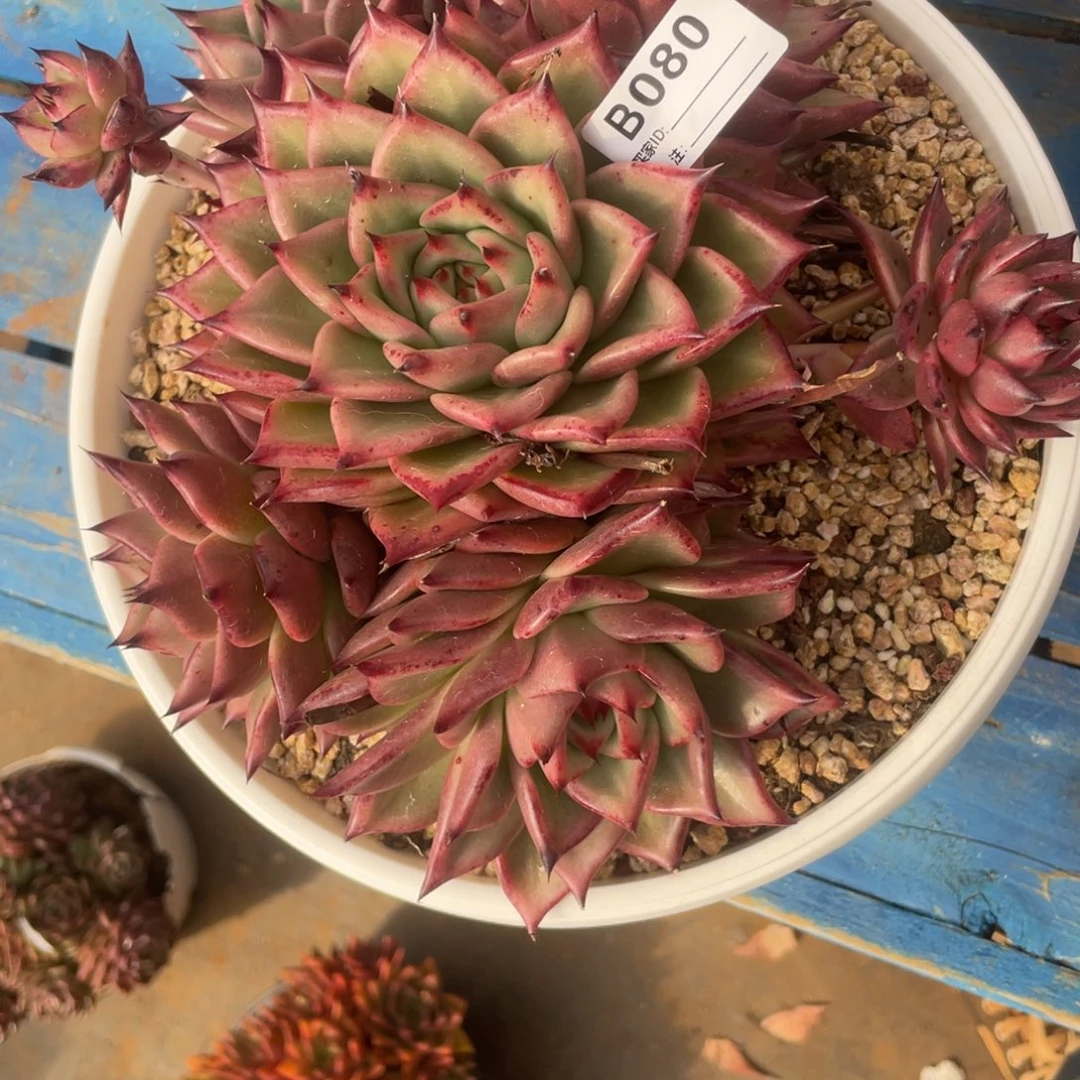 暮***雨无花朵若茹多肉单拍B080