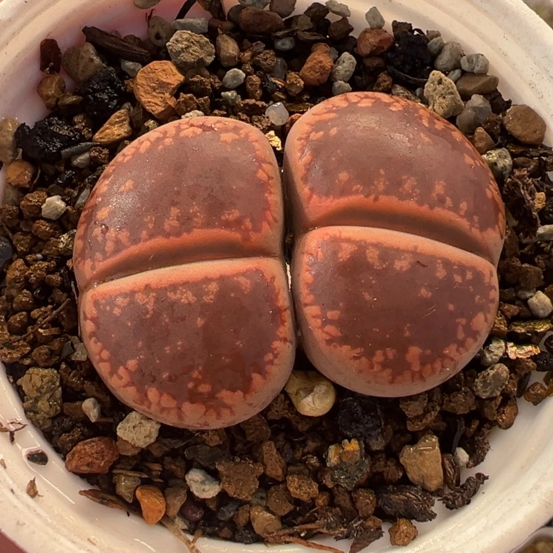 841多肉植物种类多样