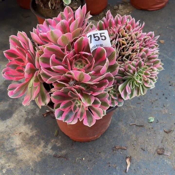 瑞妈多肉园艺755女巫变异