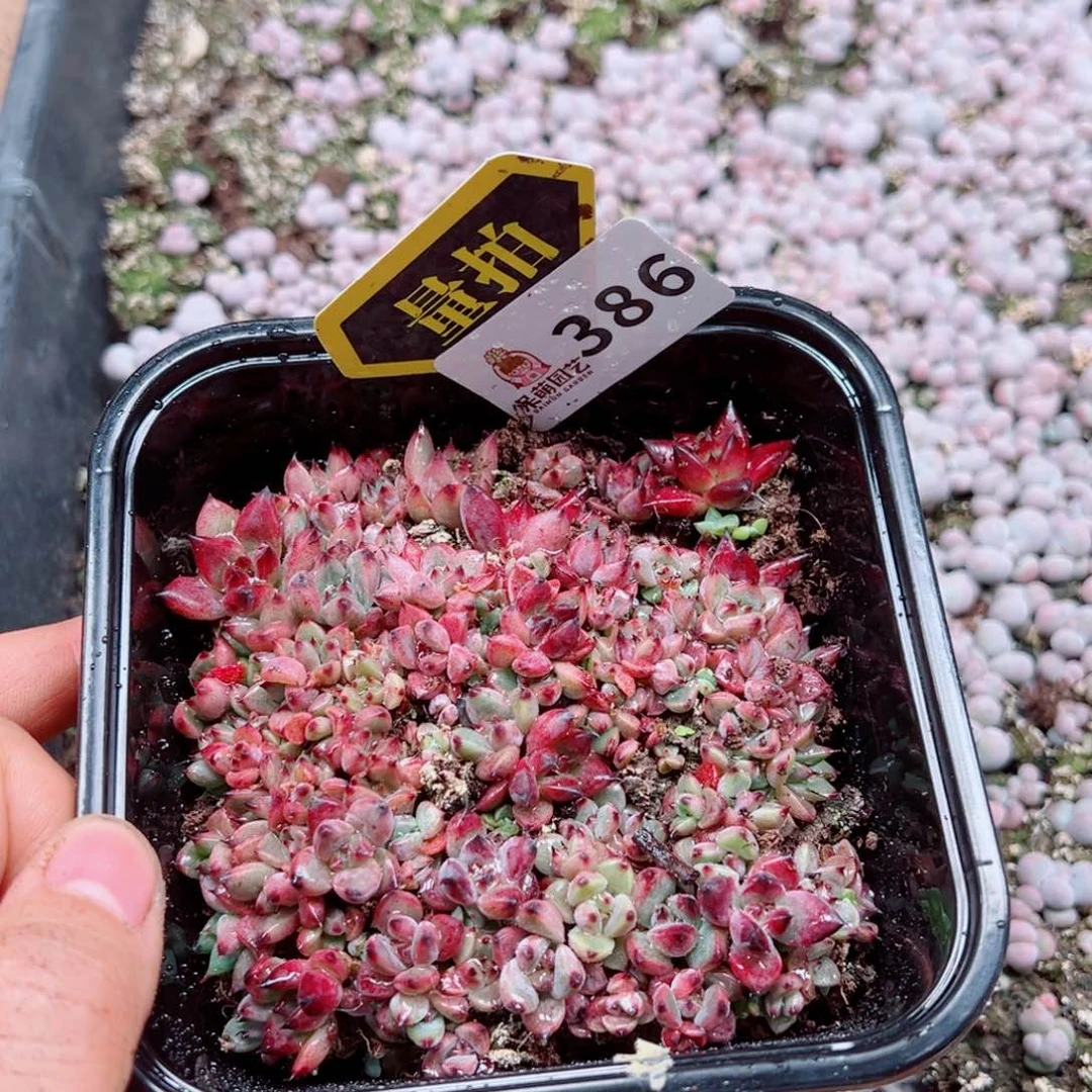 多肉植物多肉植物