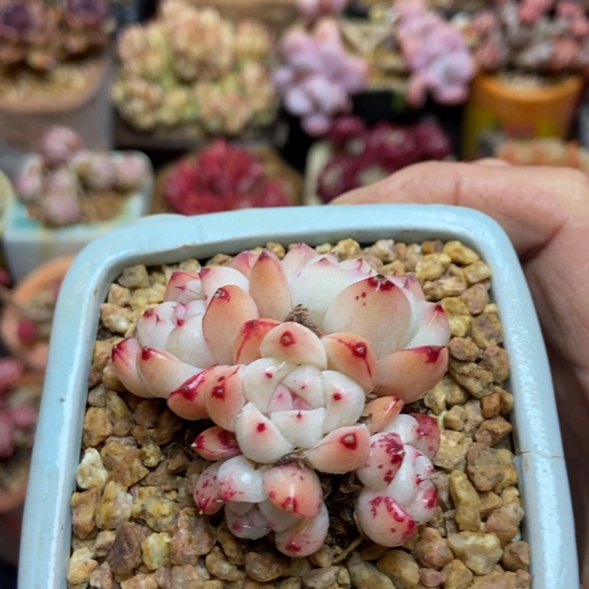 【闪购商品】如梦令