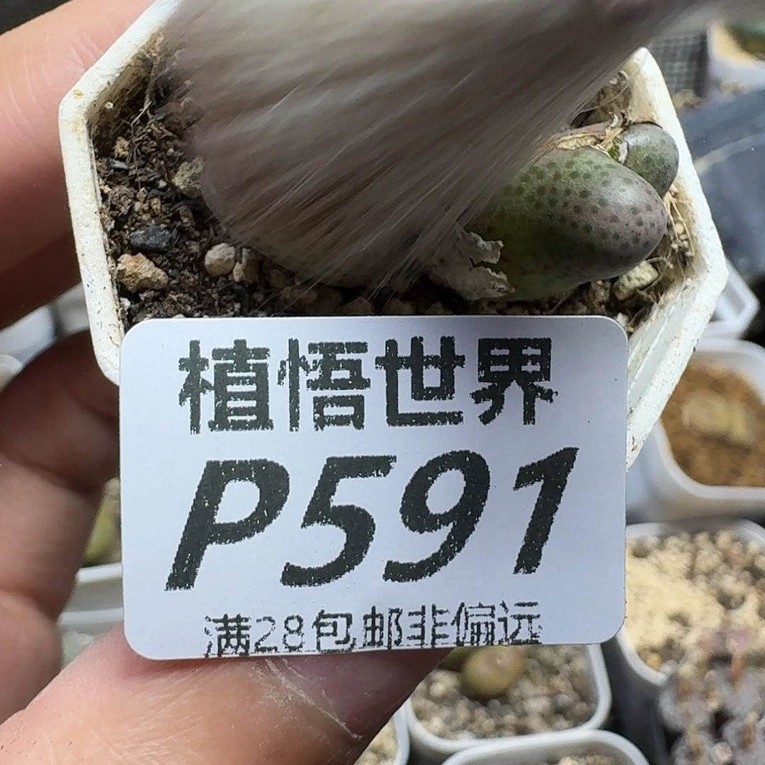 不***丢多肉植物的人啊ghjj