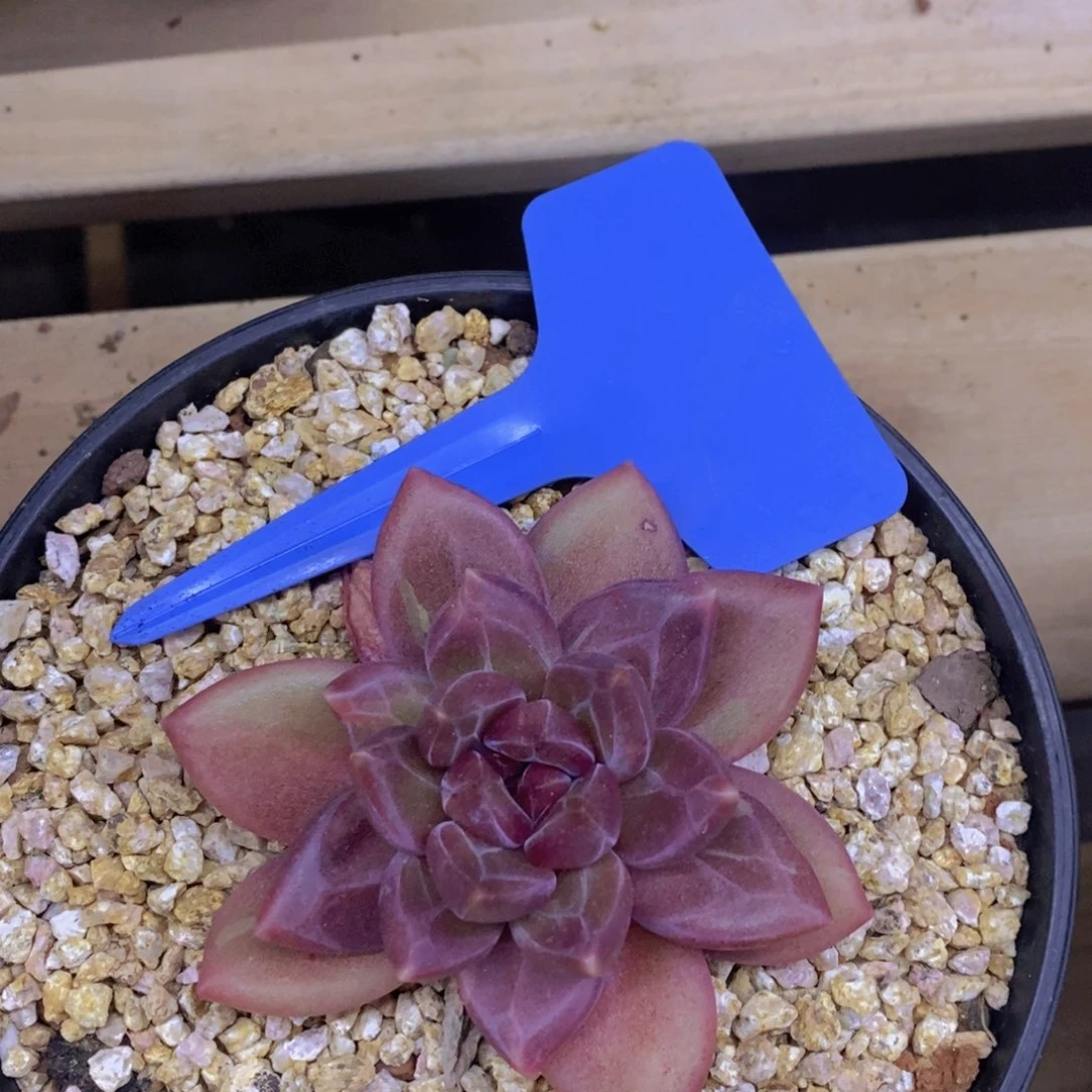 开心多肉，首播2欢迎