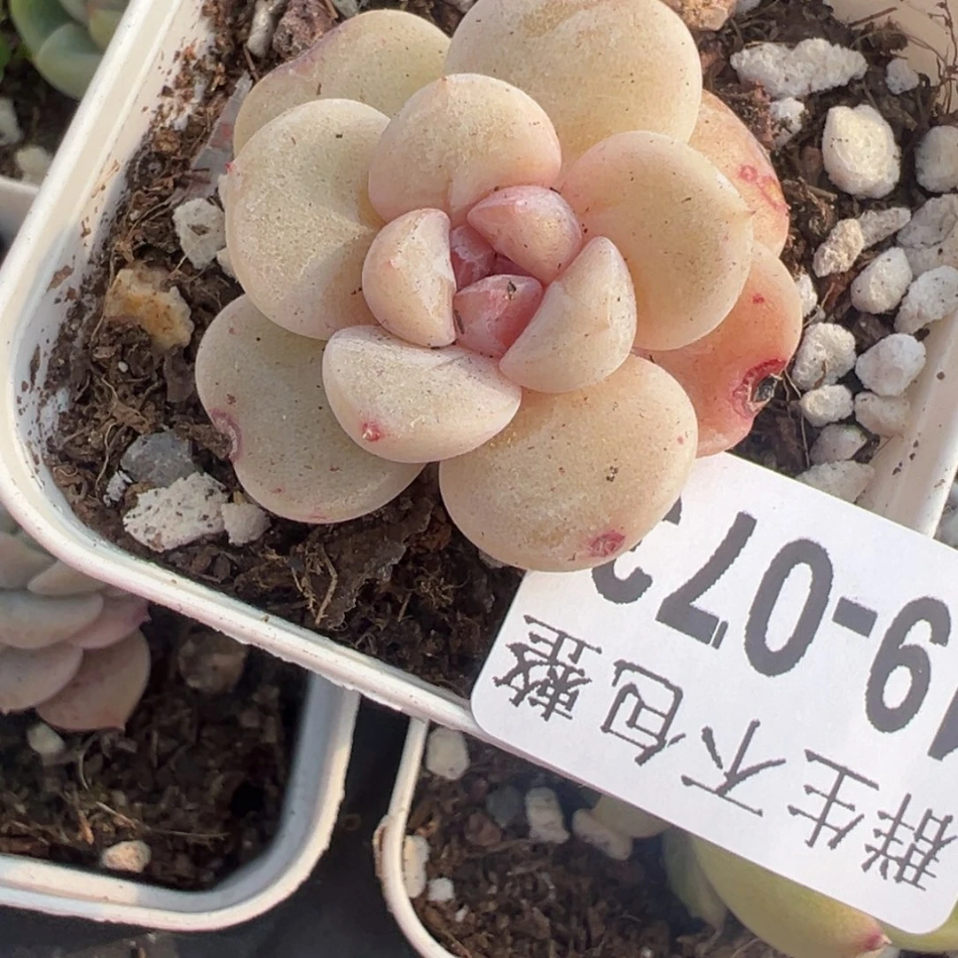 小卡拉米糖心一物一拍19-73