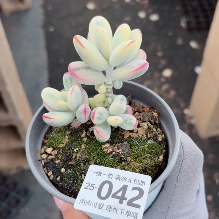 ****？乒乓福娘锦无盆土发货无盆