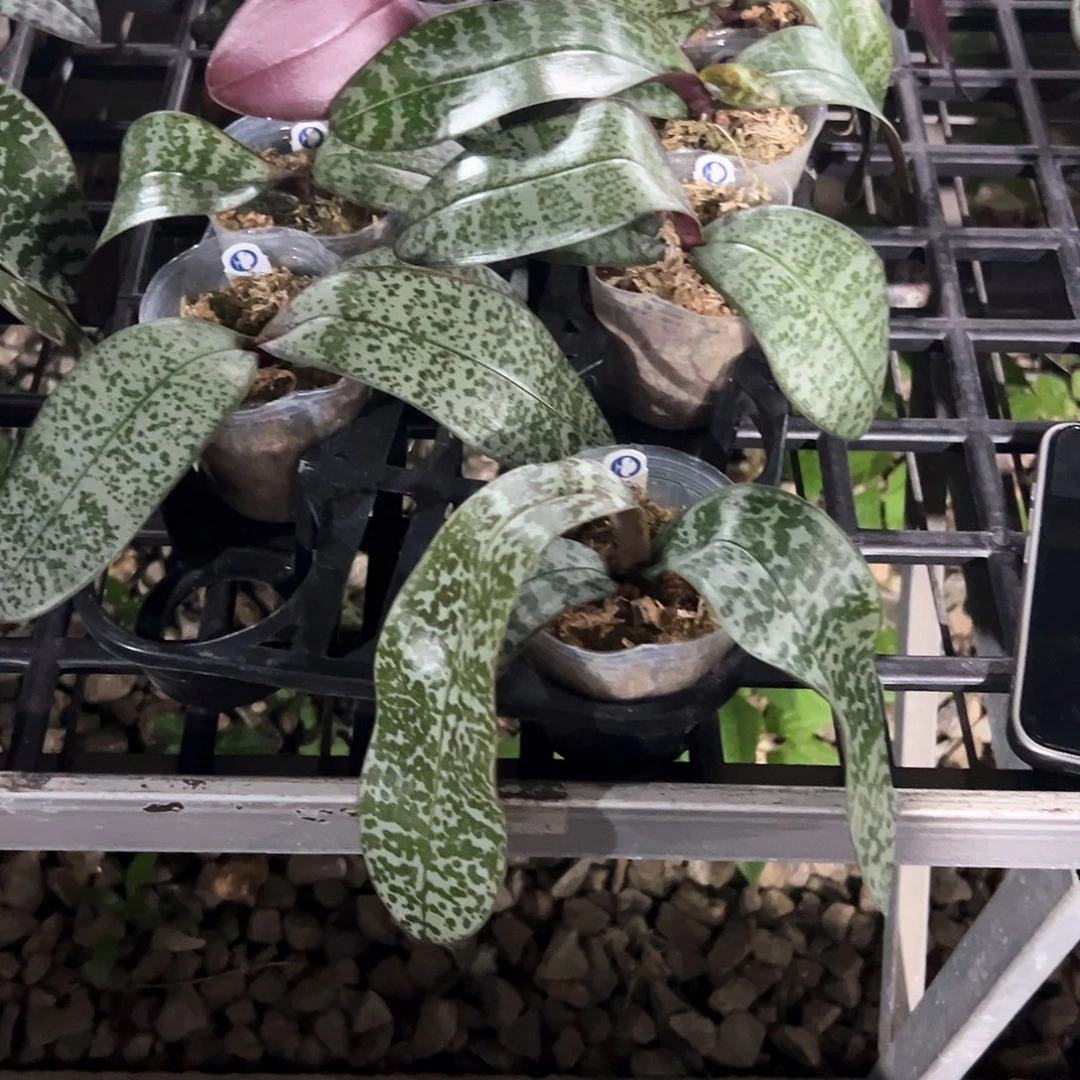 编***7不开花植物B T A364