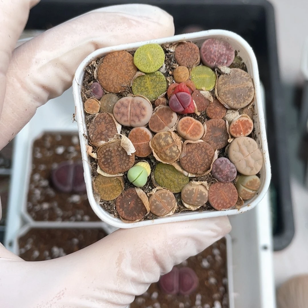 ❀**❀2067大棚清仓甩卖了