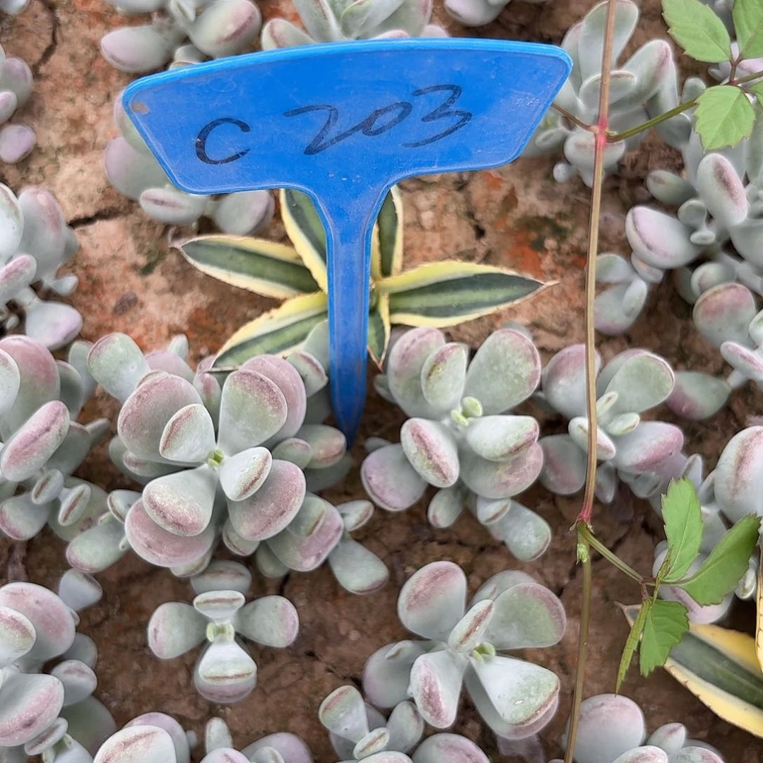 蹦***蹬C203,龙舌兰瑕疵歪头