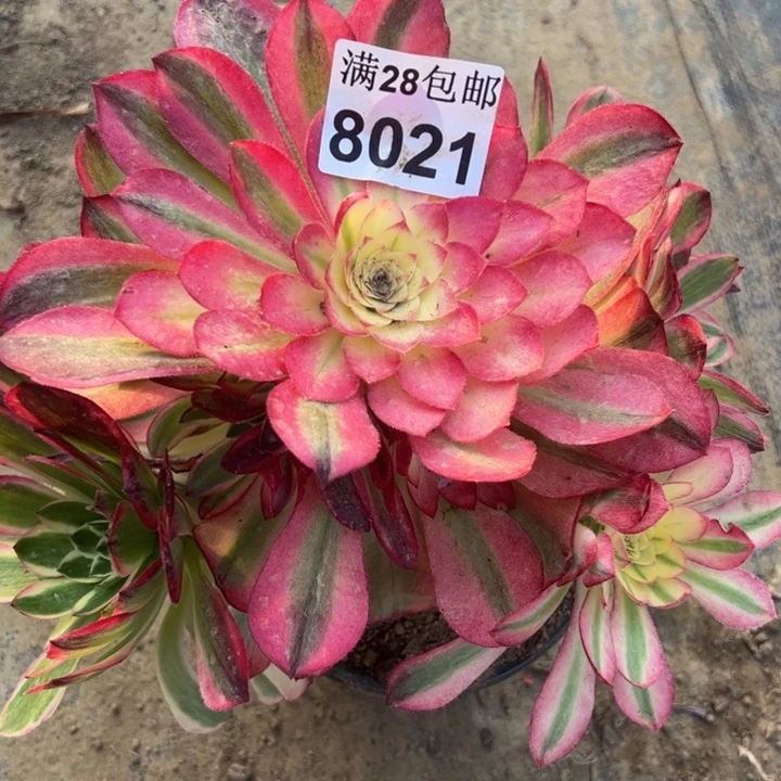 8021南玉子啊多肉植物