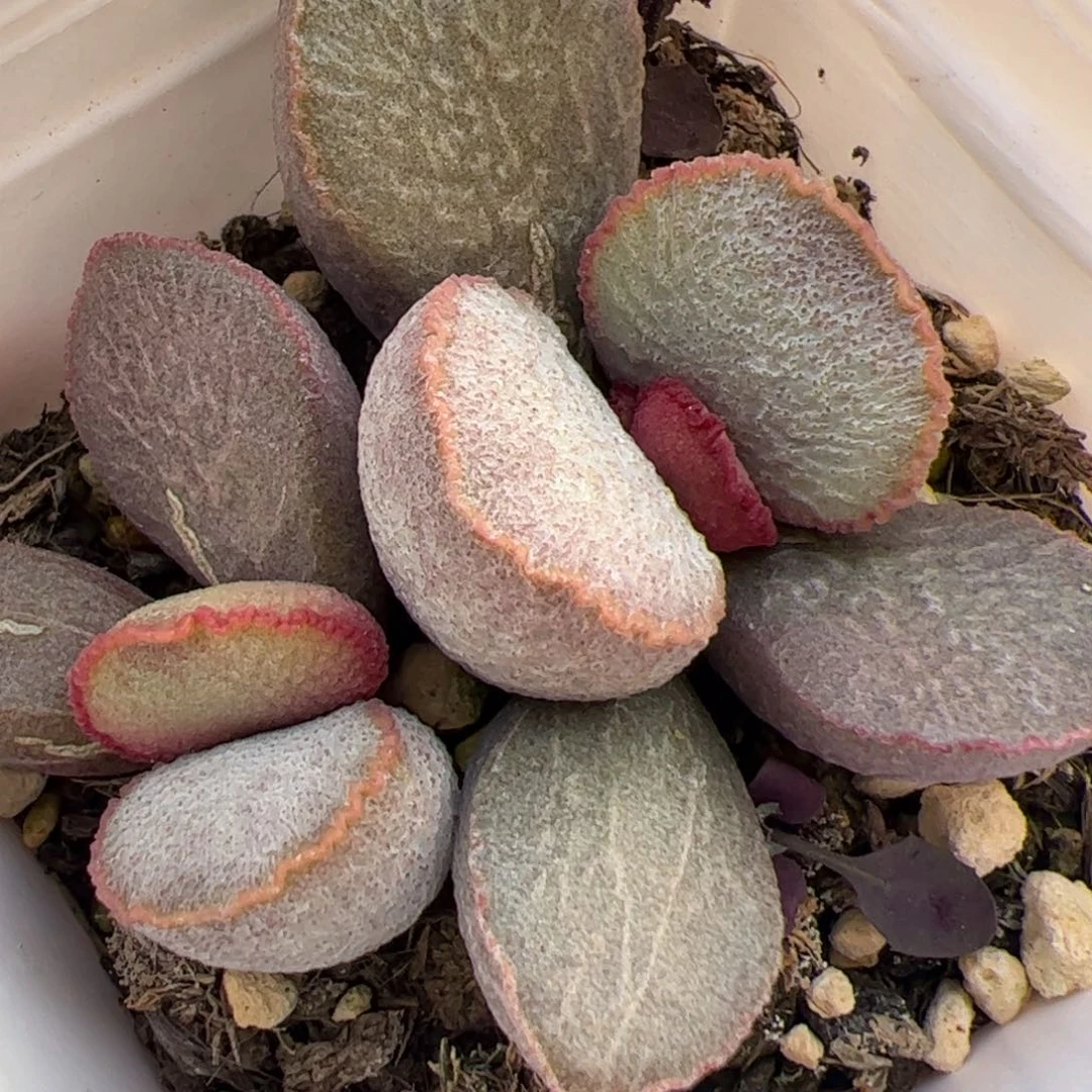 特价 有点疤900号磨砂蛋双头纯木质桩