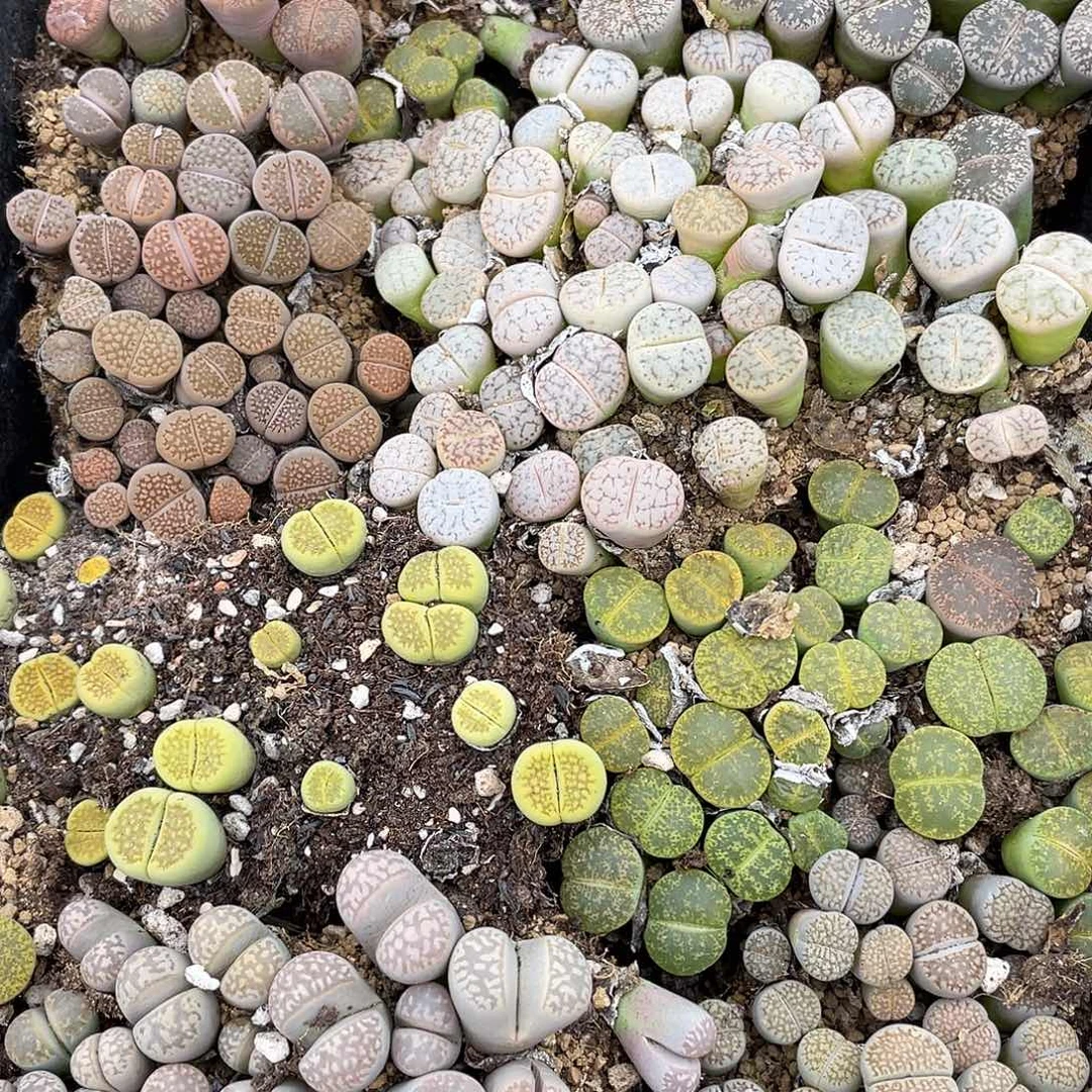 000000花花花花花花花