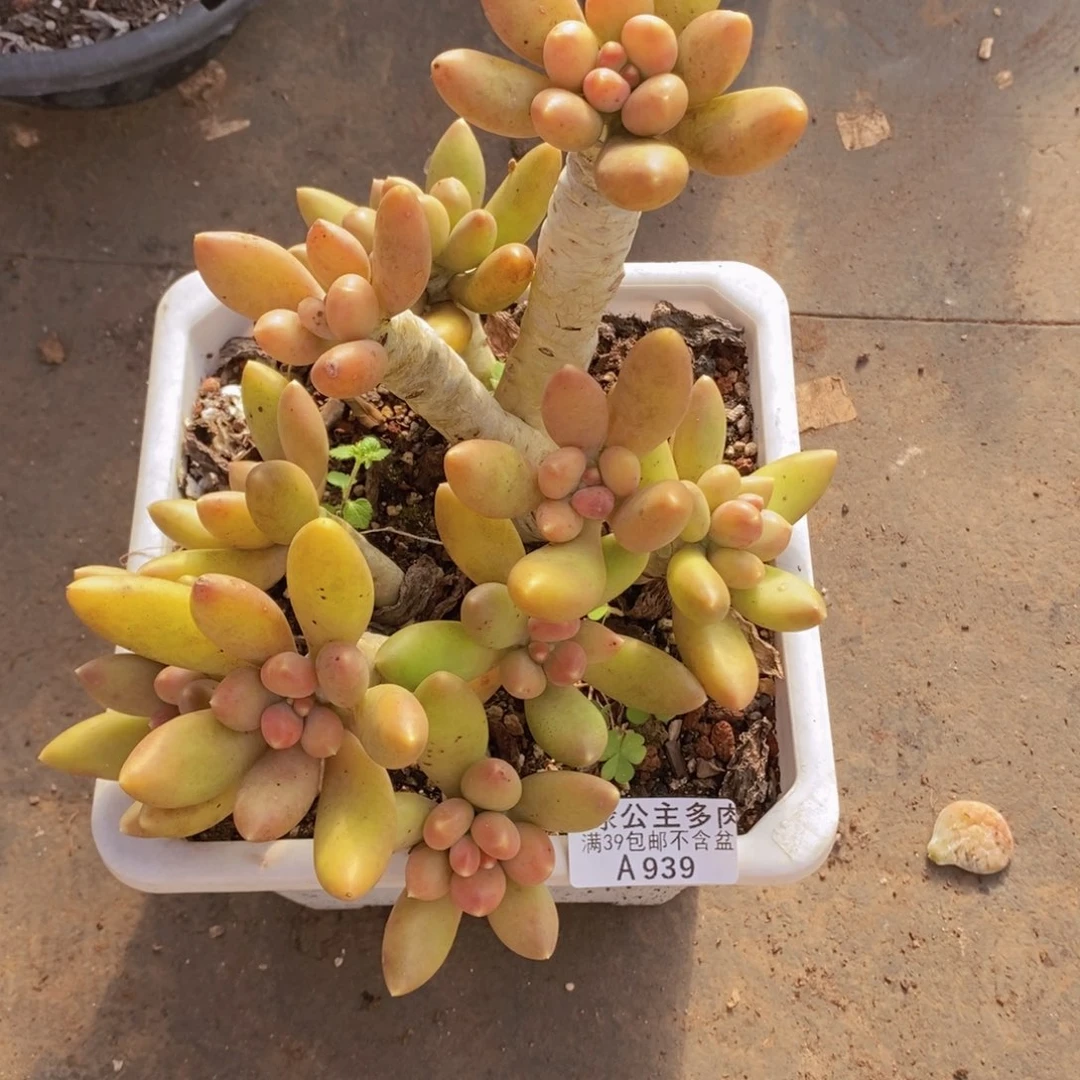 芒果奶老桩16cm939多肉植物