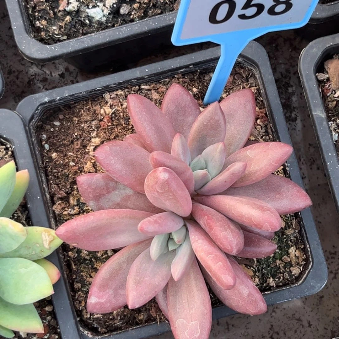 多肉植物赫菲虞058