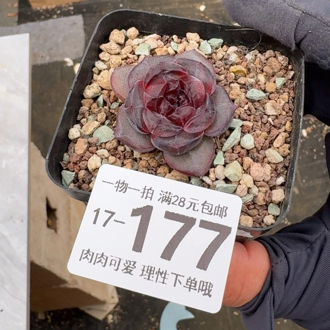 黑羽无盆土发货无盆土发货无