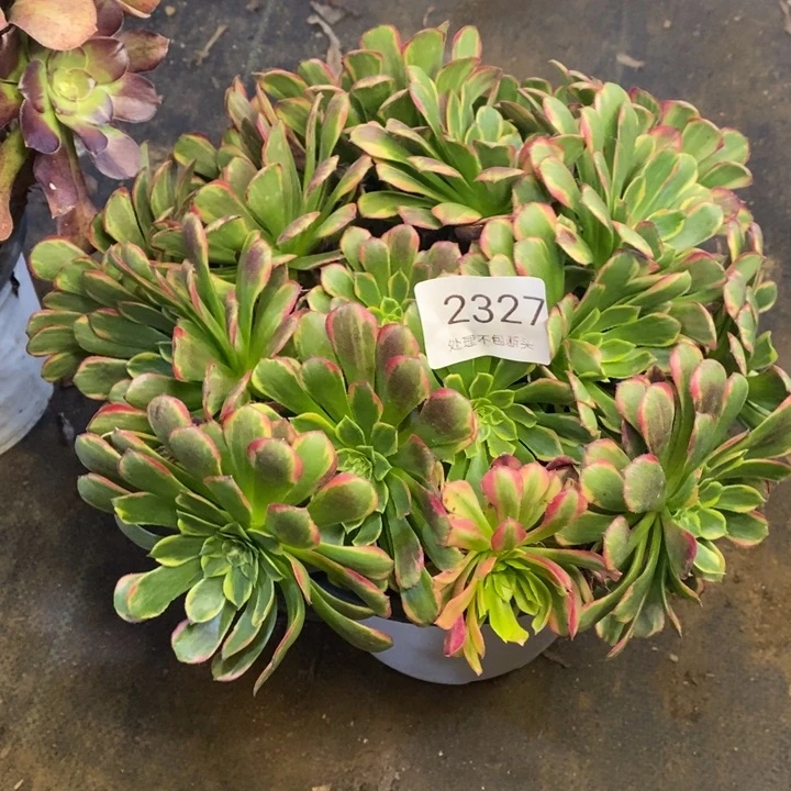 朝霞多肉断头不包2327