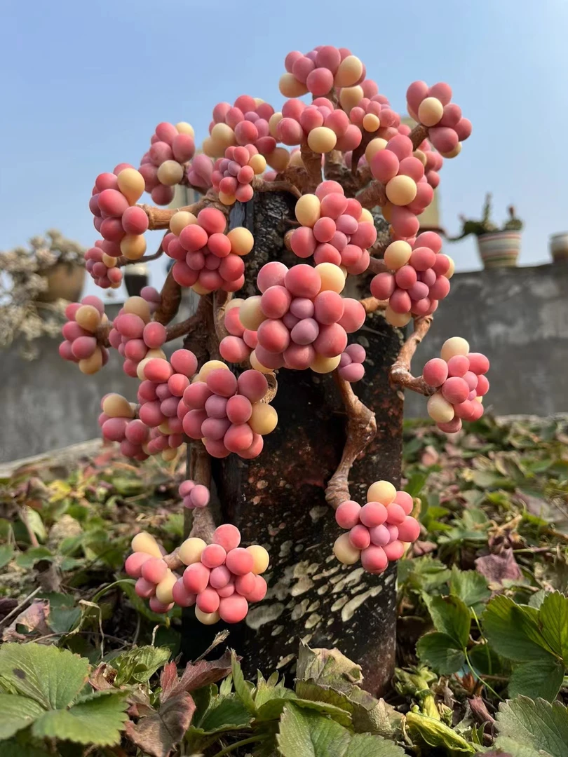 树脂粘土多肉桃蛋一物一拍