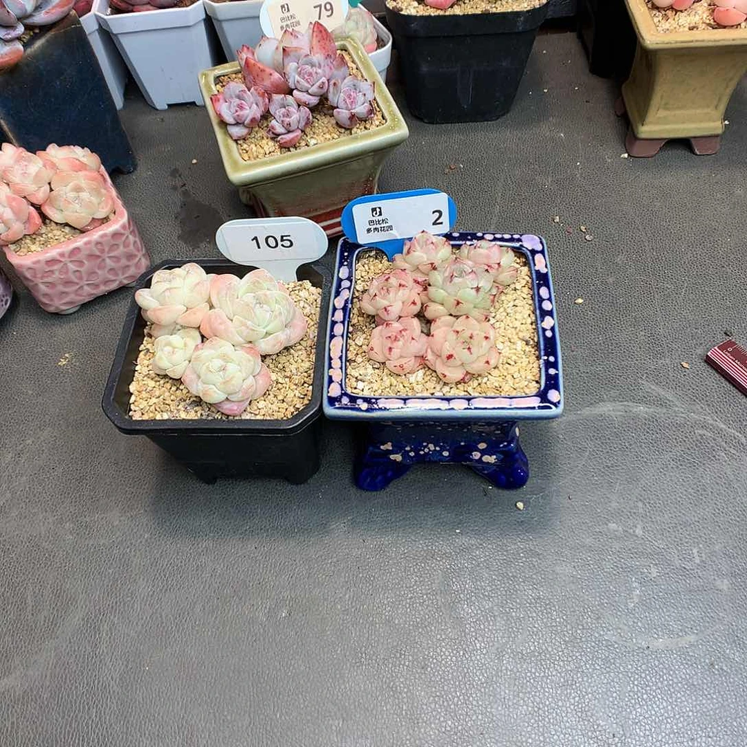 一***_105-2 冰玉和麦杆多肉