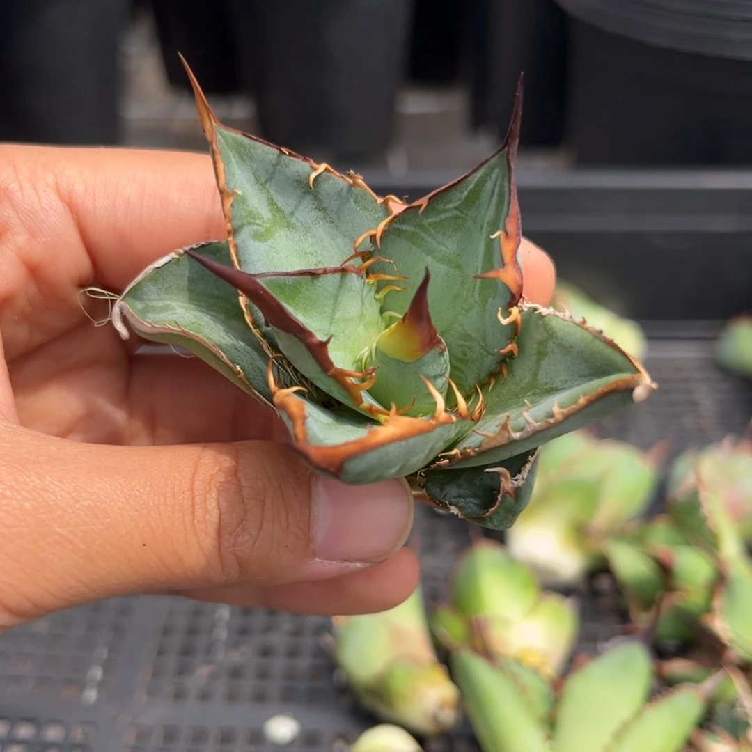 龙舌兰仁王冠芽子