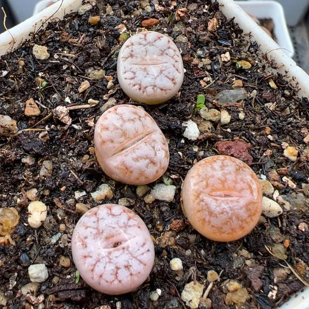 1.25好看的多肉620