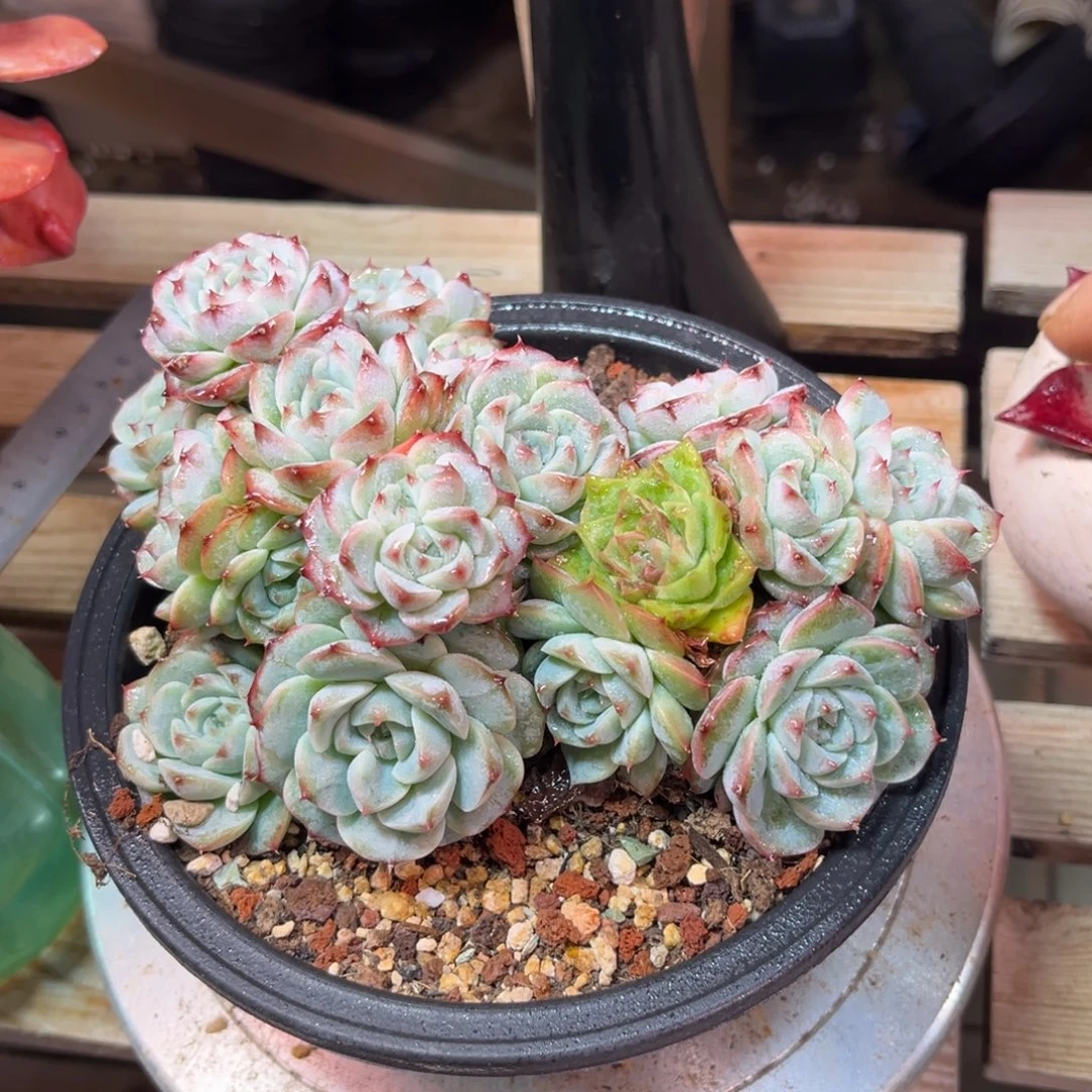 天鹅绒变异多肉植物funvjinmi