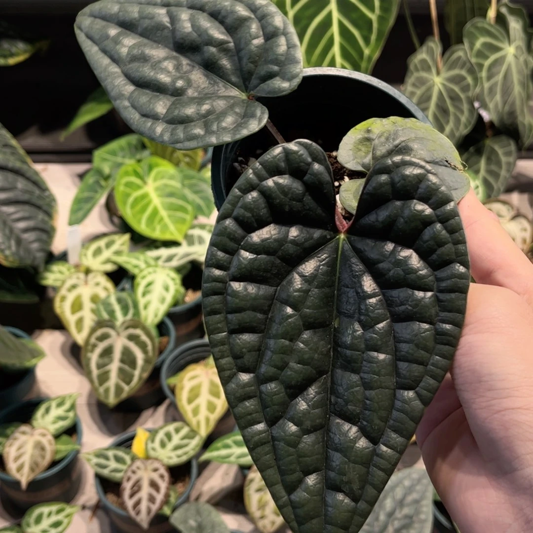 完全开放黑奢华侧芽