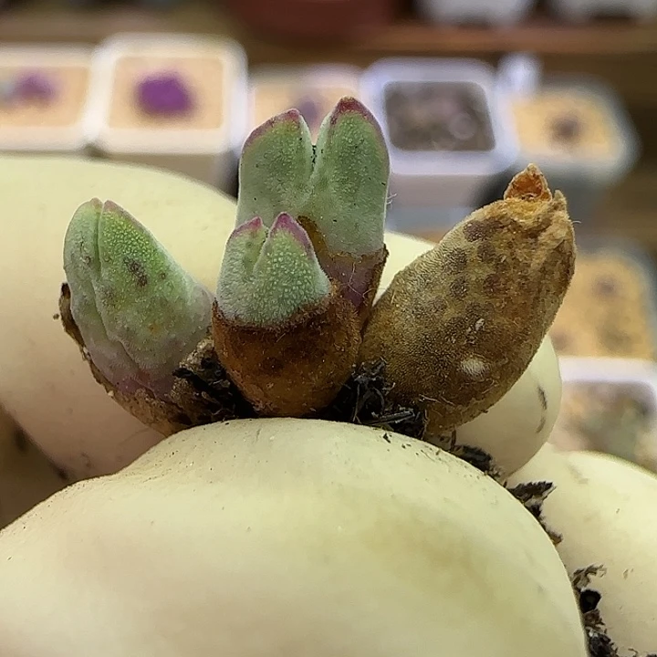 945园艺优选猪蹄985