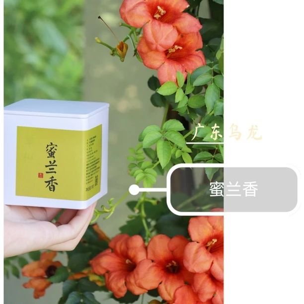 广东乌龙—蜜兰香