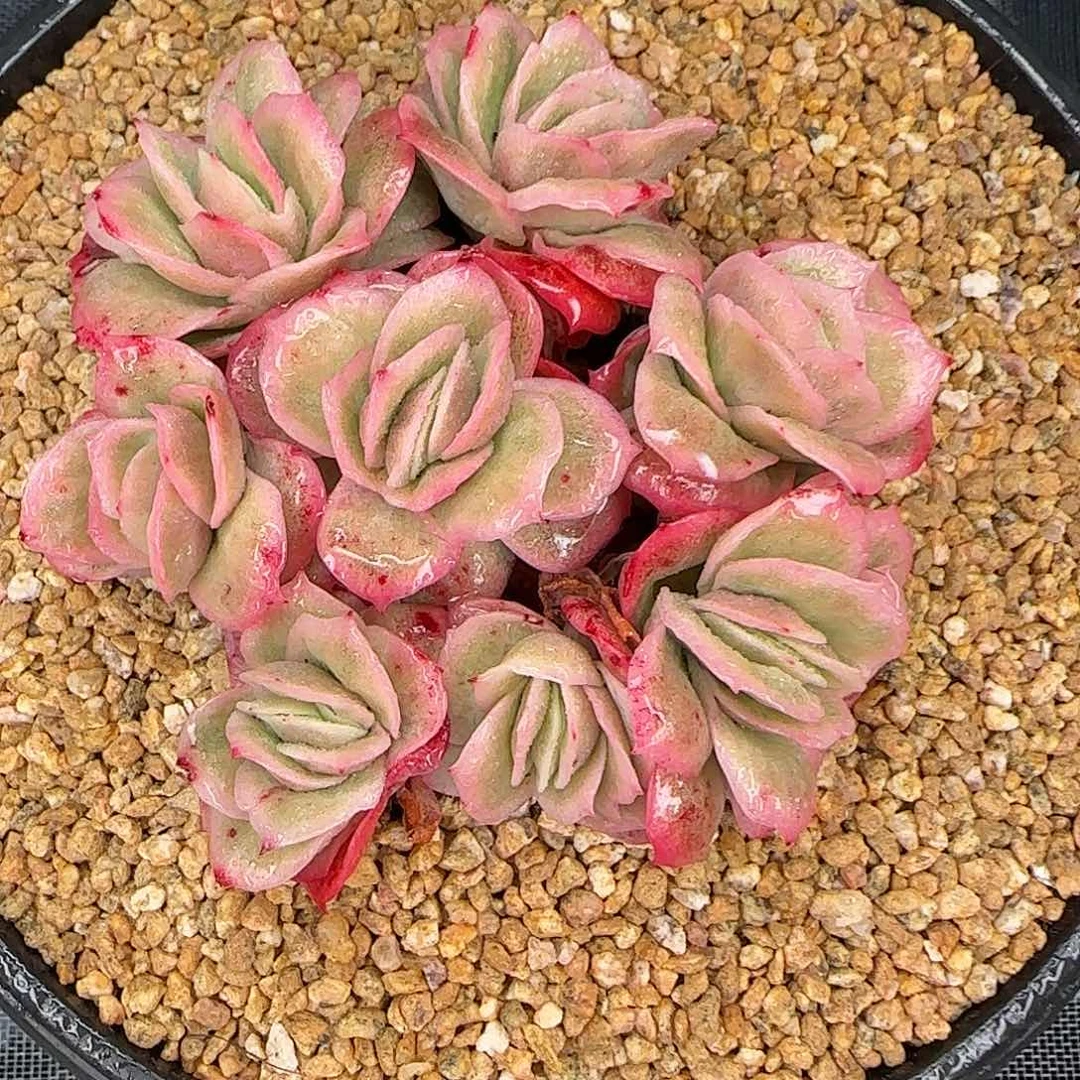 从前慢花园精选冰玫瑰锦